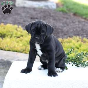 Dean, Cane Corso Puppy